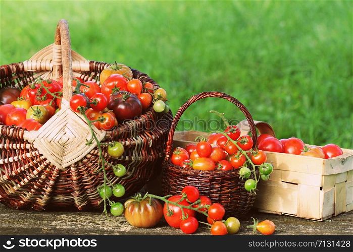 Heirloom variety tomatoes in baskets on rustic table. Colorful tomato - red,yellow , orange. Harvest vegetable cooking conception .. Heirloom variety tomatoes in baskets on rustic table. Colorful tomato - red,yellow , orange. Harvest vegetable cooking conception