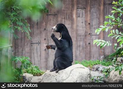 Helarctos malayanus waiting for its food in the zoo / Malayan sun bear standing and relax in the summer