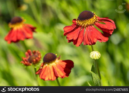 Helens Flower (Helenium), flowers of summertime