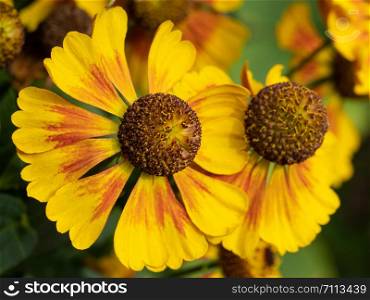 Helens Flower (Helenium), flowers of summertime