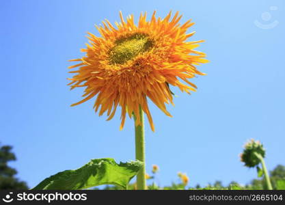 Helianthus