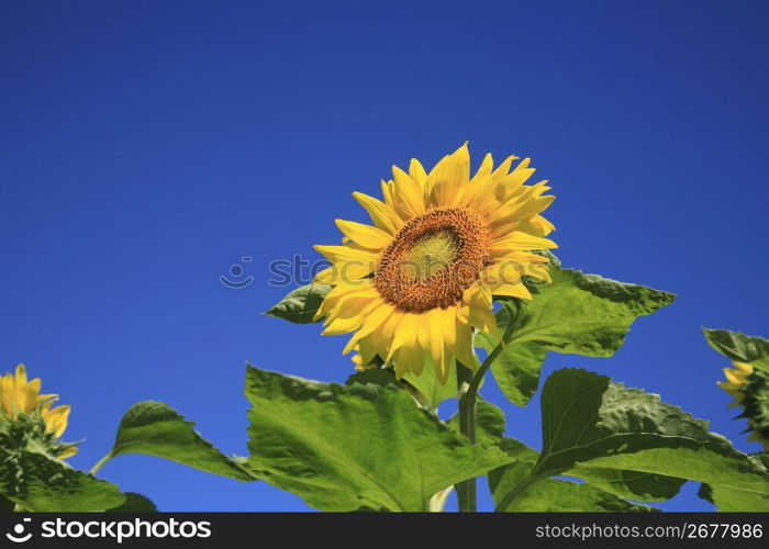 Helianthus