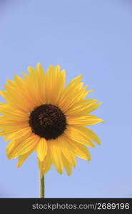 Helianthus