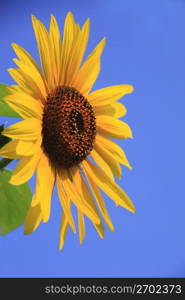 Helianthus