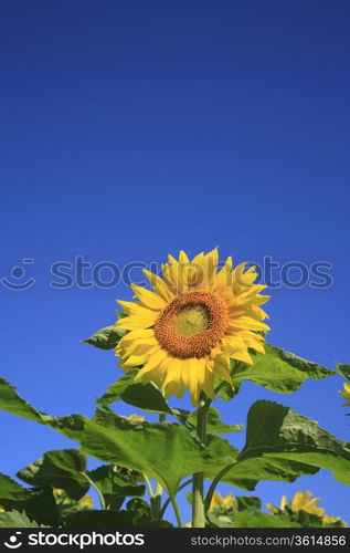 Helianthus