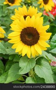 Helianthus annuus, small and potted sunflowers. dwarf helianthus, small flower size. Helianthus annuus, small and potted sunflowers. small flower size
