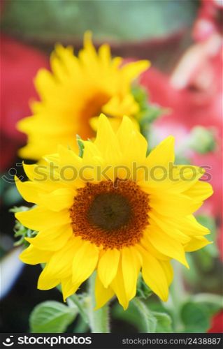 Helianthus annuus, small and potted sunflowers. dwarf helianthus, small flower size full bloom. Helianthus annuus, small and potted sunflowers. small flower size full bloom
