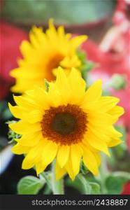 Helianthus annuus, small and potted sunflowers. dwarf helianthus, small flower size full bloom. Helianthus annuus, small and potted sunflowers. small flower size full bloom