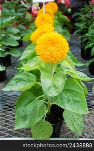 Helianthus annuus, small and potted sunflowers. dwarf helianthus, small flower size full bloom. Tiny flowers. Helianthus annuus, small and potted sunflowers. small flower size full bloom