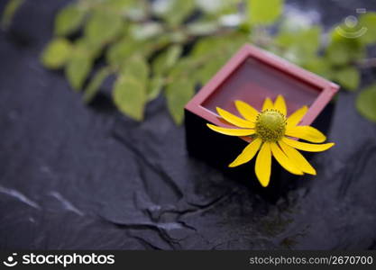 Helianthus tuberosus