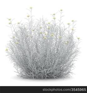 helichrysum bush isolated on white background