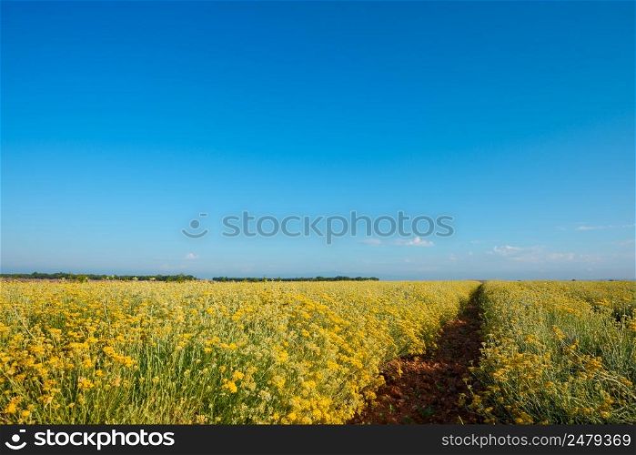 Helichrysum italicum field blooming in Provence France