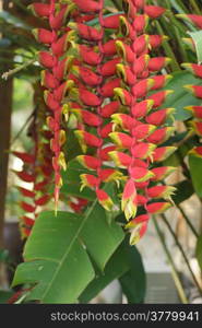 Heliconia