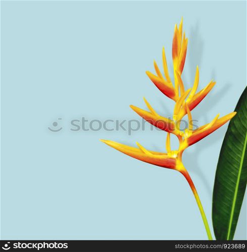 Heliconia flower and leaf with shadow on blue background minimal summer with clipping path