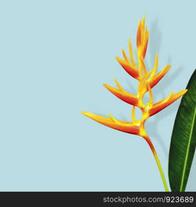 Heliconia flower and leaf with shadow on blue background minimal summer with clipping path