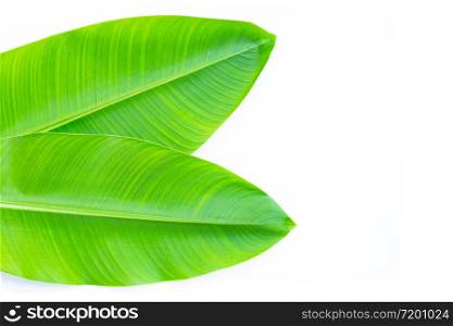 Heliconia leaves on white background. Copy space