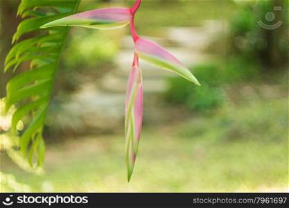 Heliconia rostrata &rsquo;Sexy Pink&rsquo; ginger flower with bokeh background