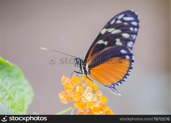 heliconius erato eating nectar