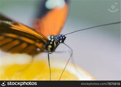 heliconius erato eating nectar