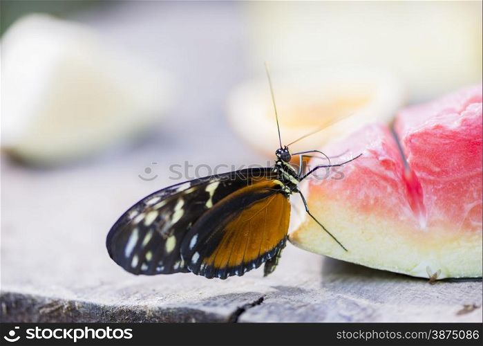 heliconius erato eating the nectar