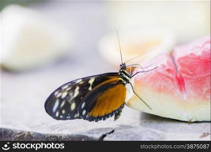 heliconius erato eating the nectar