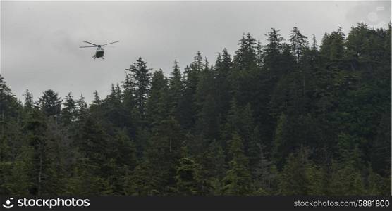 Helicopter flying over a forest, Skeena-Queen Charlotte Regional District, Haida Gwaii, Graham Island, British Columbia, Canada
