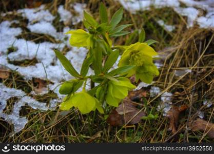 hellebore in the mountains