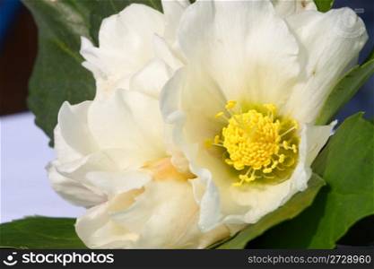 Hellebore white spring flower known as Christmas rose and Lenten rose
