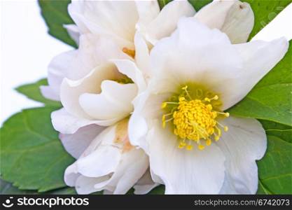 Hellebore white spring flower known as Christmas rose and Lenten rose