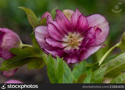 Helleborus double ellen bloom. Hellebore grows in the garden. Hellebore Double Ellen Picotee. Hellebore purple pink flower Double Ellen Picotee.