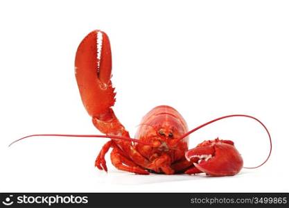 hello lobster isolated on white background