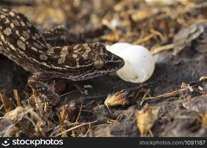 Hemidactylus satarensis or Satara gecko with eggs, endemic to Chalkewadi and Thoseghar, India