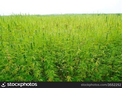hemp cannabis field in france