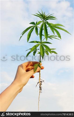 hemp in his hand against the backdrop of cloudy skies