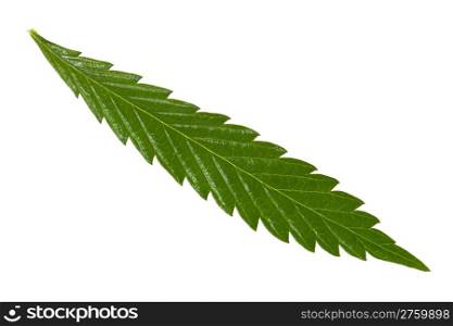 hemp leaf isolated on white background