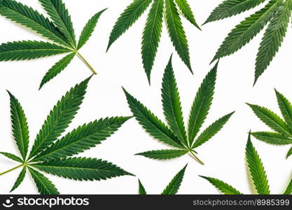 Hemp leaves background on white. Close up.. Hemp leaves background