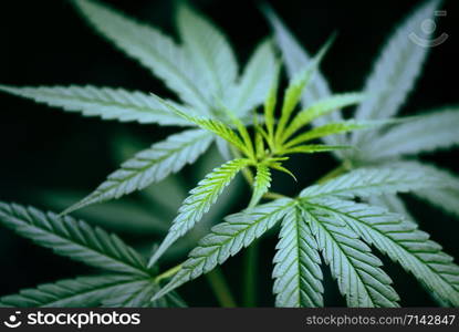 Hemp leaves for cbd extract medical healthcare natural / Cannabis leaf marijuana plant tree growing on dark background