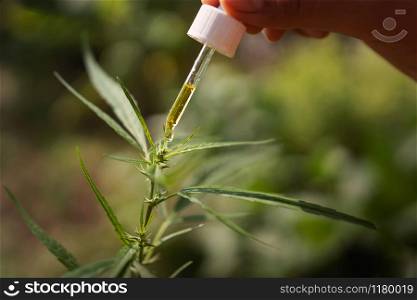hemp oil dropper with cannabis tree background