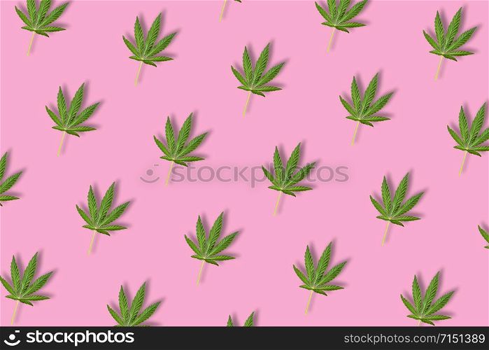 Hemp or cannabis leaf isolated on bright pink background. Top view, flat lay. Pattern background with green leaves. Herbal alternative medicine and cannabis concept. Hemp or cannabis leaf isolated on bright pink background.