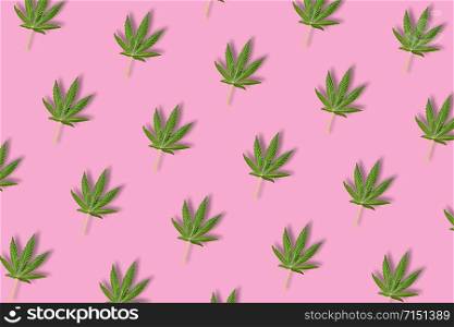Hemp or cannabis leaf isolated on bright pink background. Top view, flat lay. Pattern background with green leaves. Herbal alternative medicine and cannabis concept. Hemp or cannabis leaf isolated on bright pink background.