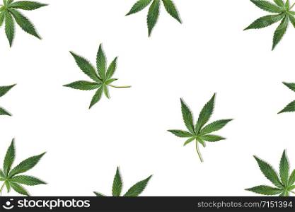 Hemp or cannabis leaf isolated on white background. Top view, flat lay. Pattern background with green leaves. Herbal alternative medicine and cannabis concept. Hemp or cannabis leaf isolated on white background. Top view, flat lay.