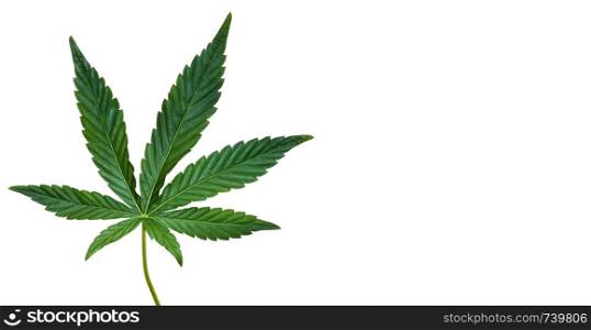 Hemp or cannabis leaf isolated on white background. Top view, flat lay. Template or mock up.