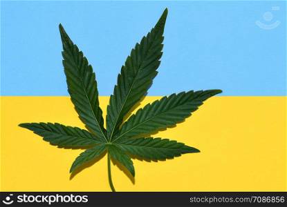 Hemp or cannabis leaf isolated on yellow and blue. Top view, flat lay.. Hemp or cannabis leaf isolated. Top view, flat lay.