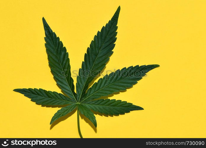 Hemp or cannabis leaf isolated on yellow. Top view, flat lay.. Hemp or cannabis leaf isolated. Top view, flat lay.