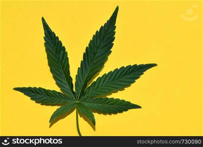 Hemp or cannabis leaf isolated on yellow. Top view, flat lay.. Hemp or cannabis leaf isolated. Top view, flat lay.