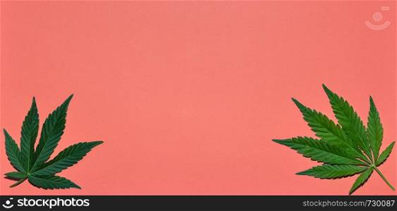 Hemp or cannabis leaves bright coral background. Top view, flat lay. Template or mock up.. Hemp or cannabis leaves bright background. Top view, flat lay. Template or mock up.