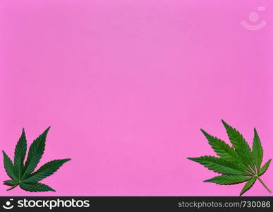 Hemp or cannabis leaves bright pink background. Top view, flat lay. Template or mock up.. Hemp or cannabis leaves bright background. Top view, flat lay. Template or mock up.