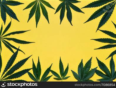 Hemp or cannabis leaves frame. Floral square frame made of cannabis leaves on bright yellow background. Top view, flat lay. Template or mock up.. Hemp or cannabis leaves frame. Floral square frame made of cannabis leaves on bright background. Top view, flat lay. Template or mock up.