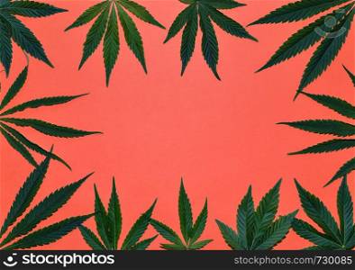 Hemp or cannabis leaves frame. Floral square frame made of cannabis leaves on bright coral background. Top view, flat lay. Template or mock up.. Hemp or cannabis leaves frame. Floral square frame made of cannabis leaves on bright background. Top view, flat lay. Template or mock up.