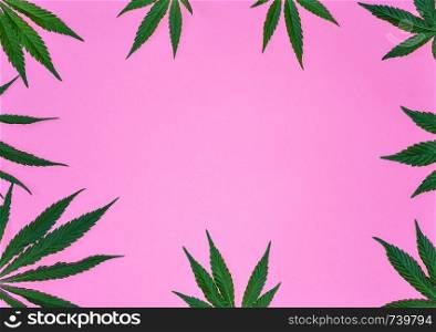 Hemp or cannabis leaves frame. Floral square frame made of cannabis leaves on bright pink background. Top view, flat lay. Template or mock up.. Hemp or cannabis leaves frame. Floral square frame made of cannabis leaves on bright background. Top view, flat lay. Template or mock up.